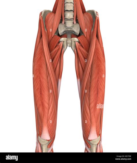 anatomie oberschenkel frau|oberschenkel krankheit.